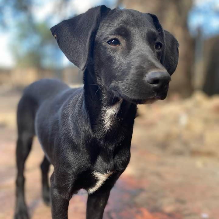 Licorish PC, an adoptable Catahoula Leopard Dog, Labrador Retriever in Goliad, TX, 77963 | Photo Image 3