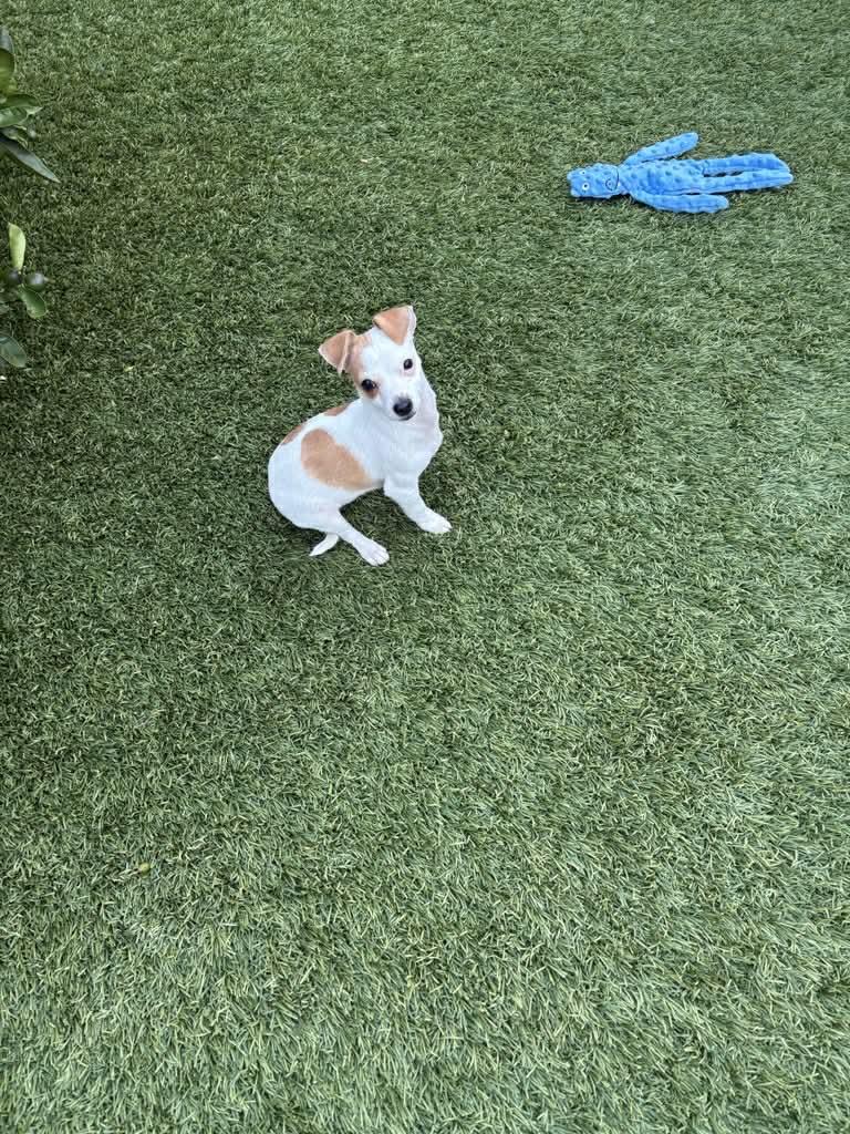 Enlarge Finn, a ADOPTABLE mixed breed in South San Francisco, CA image 1/4