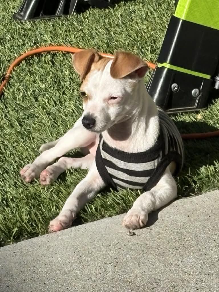 Enlarge Finn, a ADOPTABLE mixed breed in South San Francisco, CA image 2/4