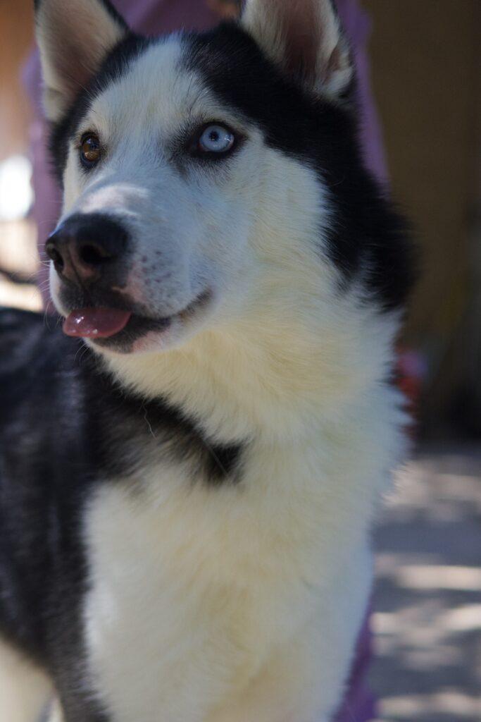 Fraiser, adopted, Adult Male Siberian Husky.