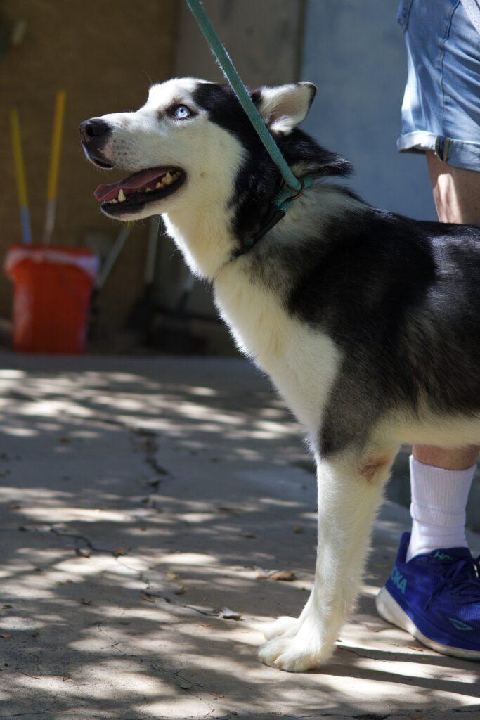 Enlarge Fraiser, a Adoptable Siberian Husky in Glendale, AZ image 3/5