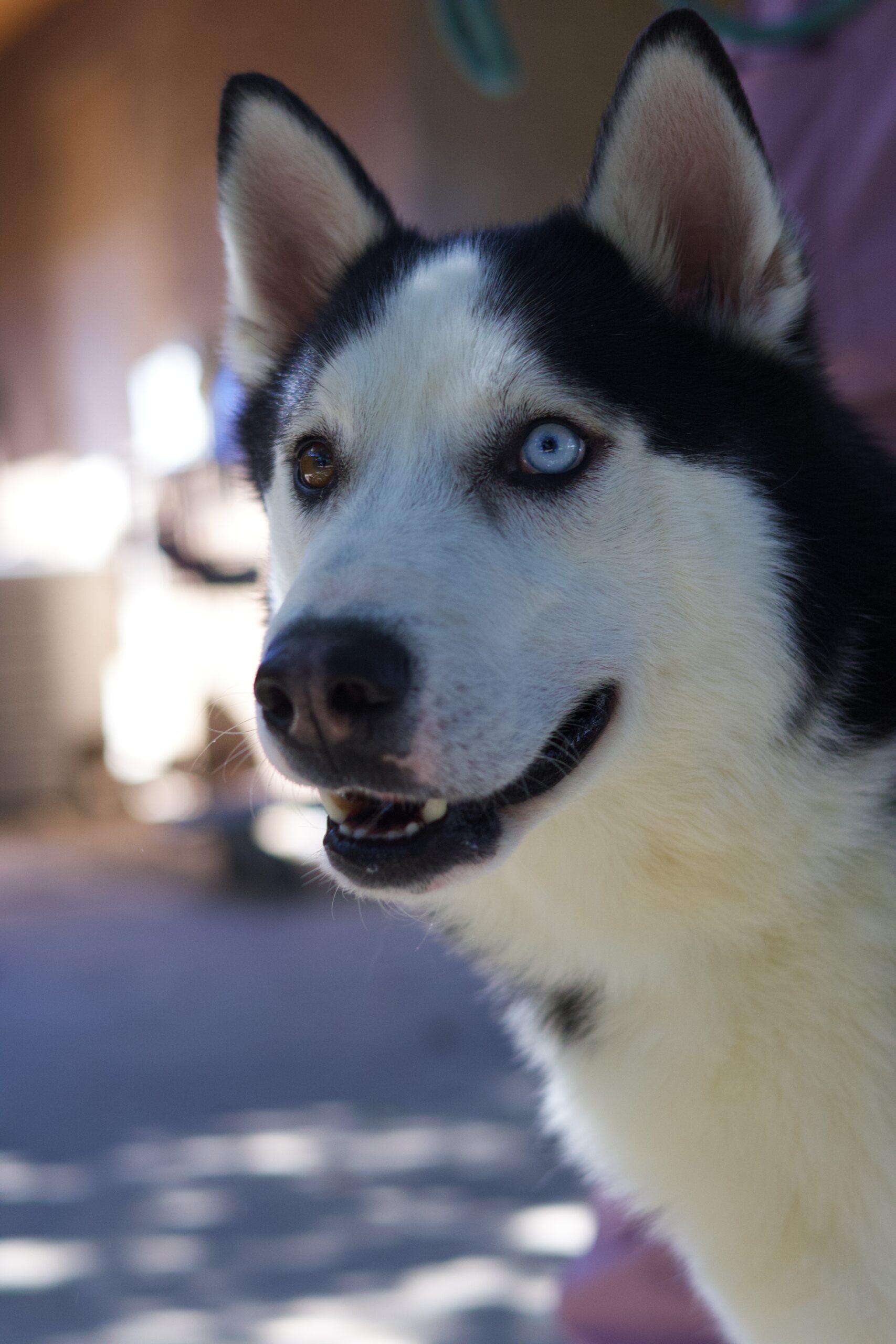 Enlarge Fraiser, a Adoptable Siberian Husky in Glendale, AZ image 4/5
