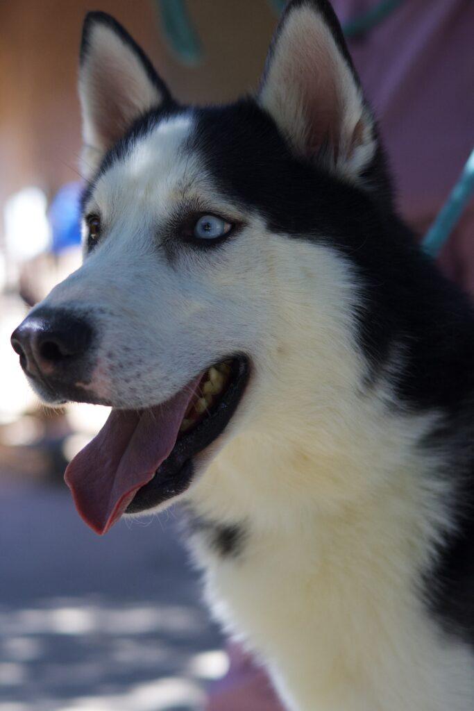 Enlarge Fraiser, a Adoptable Siberian Husky in Glendale, AZ image 5/5