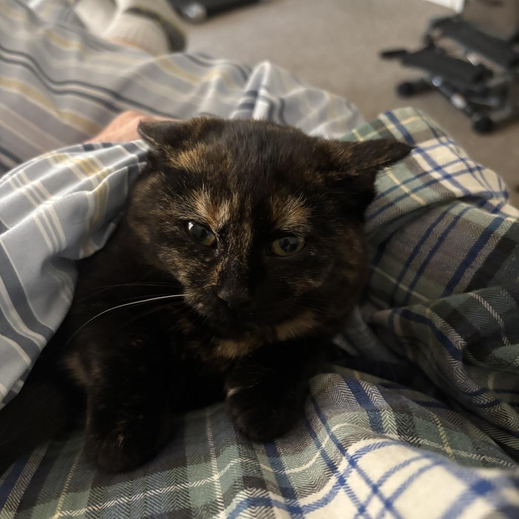 Enlarge Emma Watson, a Adoptable American Shorthair in Johnstown, PA image 1/1