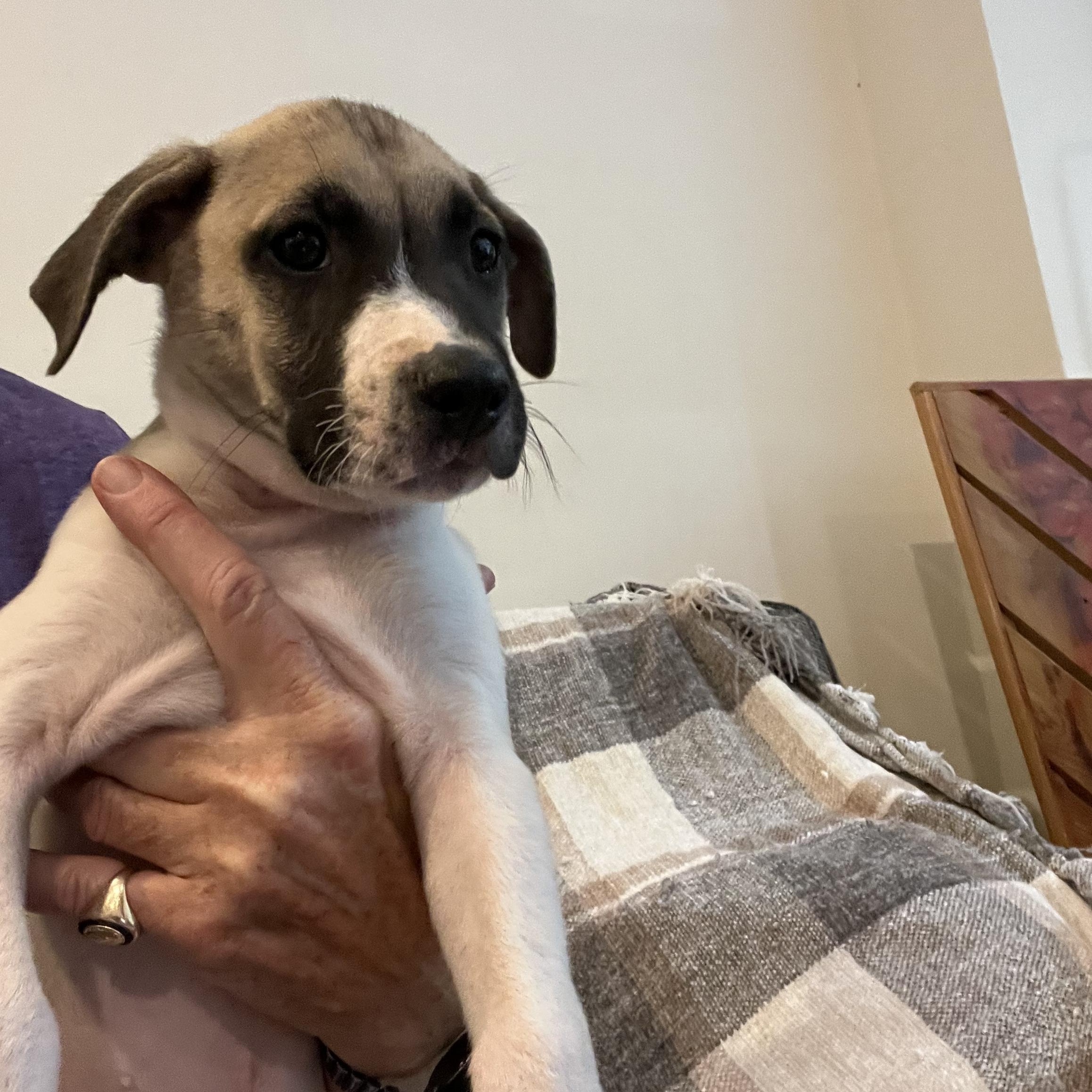 Tostito (Chips Litter)