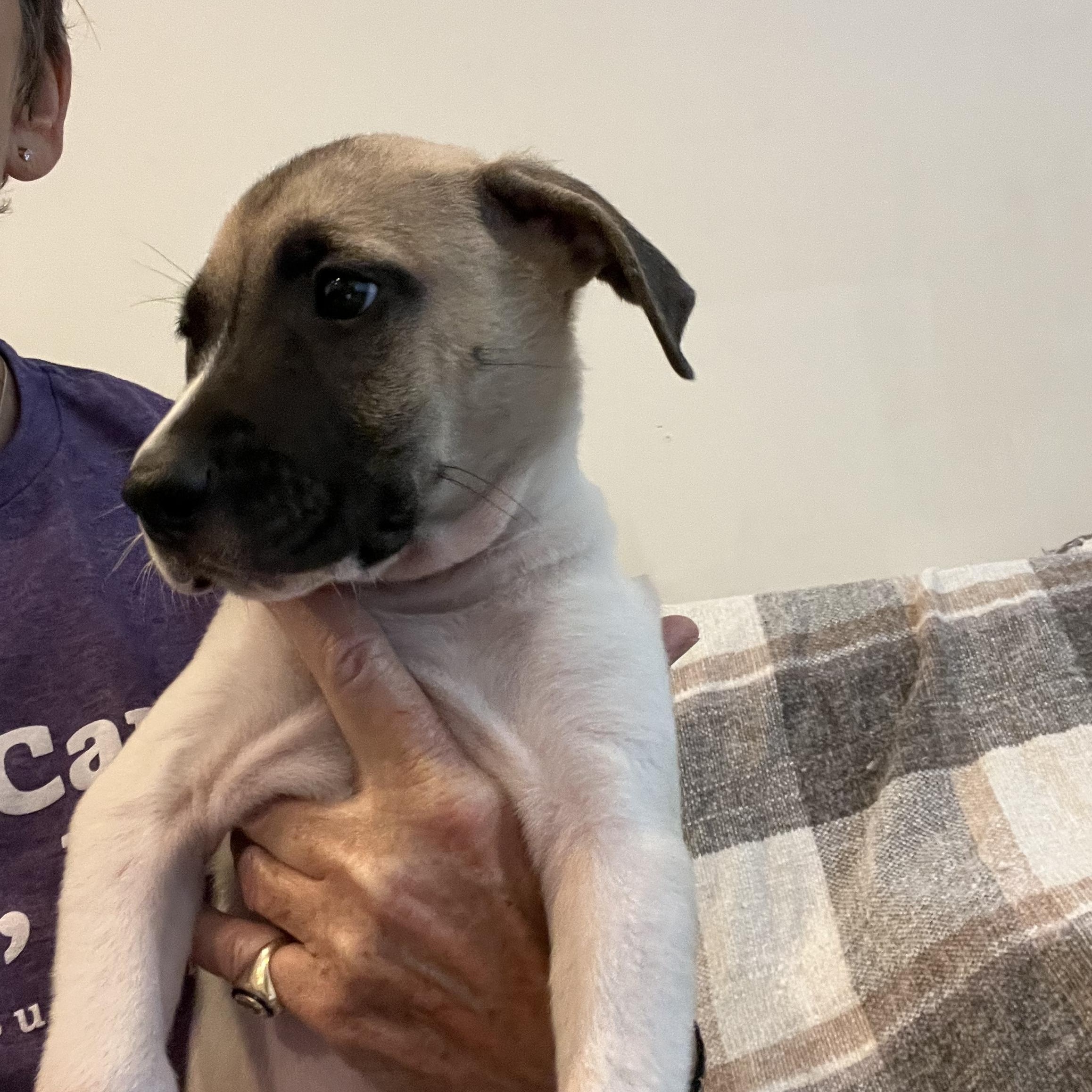 Tostito (Chips Litter)