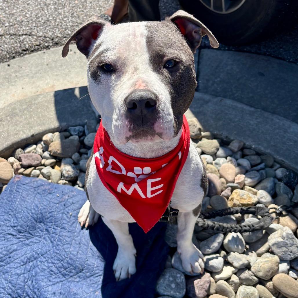 Enlarge Axle, a Adoptable mixed breed in Silver Spring, MD image 1/6