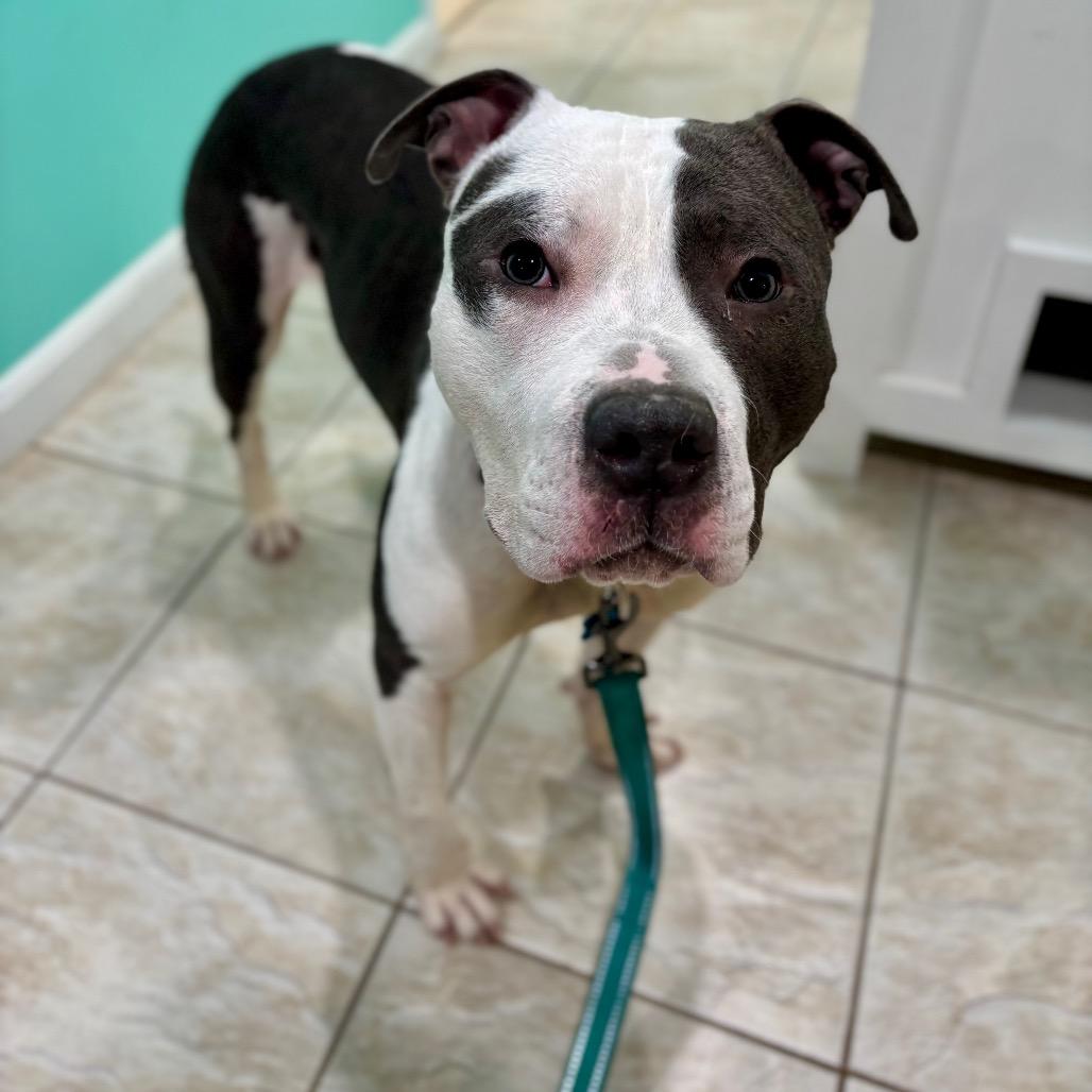 Axle, Adoptable, Adult Male Terrier & Mixed Breed.