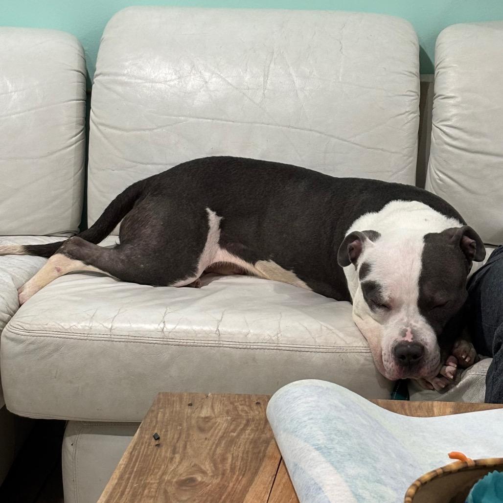 Enlarge Axle, a Adoptable mixed breed in Silver Spring, MD image 3/6