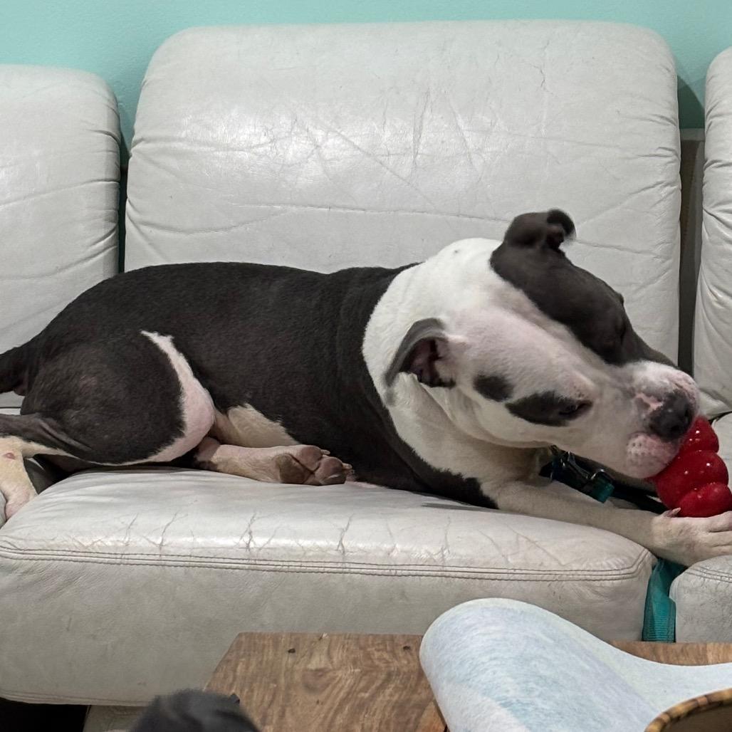 Enlarge Axle, a Adoptable mixed breed in Silver Spring, MD image 4/6