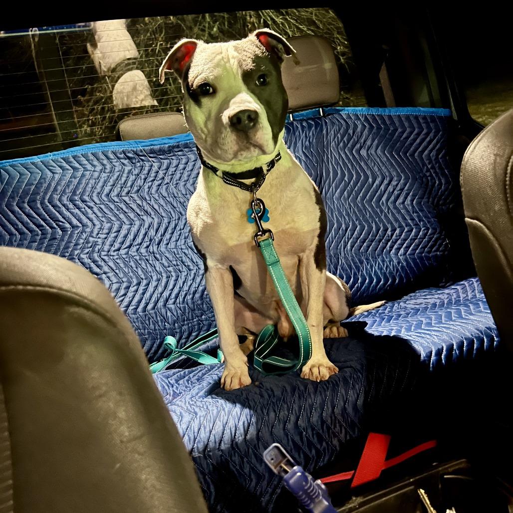 Enlarge Axle, a Adoptable mixed breed in Silver Spring, MD image 5/6