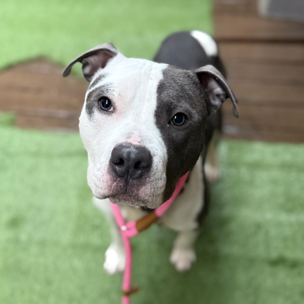 Enlarge Axle, a Adoptable mixed breed in Silver Spring, MD image 6/6