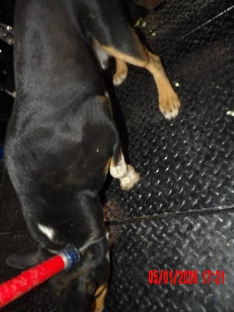 Enlarge chip, a Adoptable Mixed Breed in Hobbs, NM image 1/6