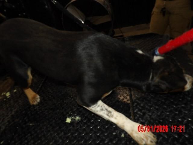 Enlarge chip, a Adoptable Mixed Breed in Hobbs, NM image 3/6