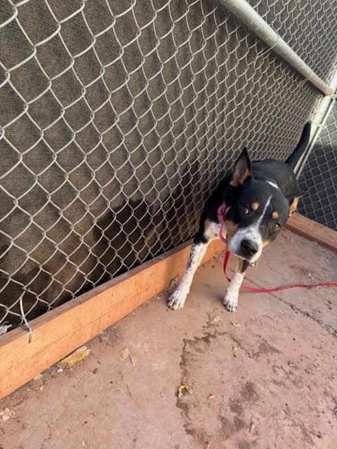 Enlarge chip, a Adoptable Mixed Breed in Hobbs, NM image 5/6