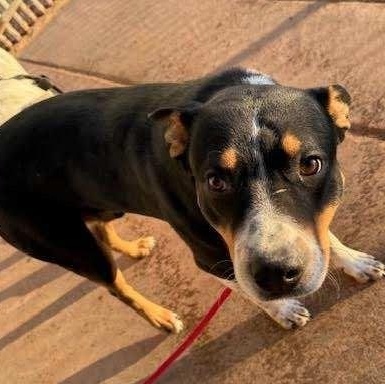 chip, Adoptable, Adult Male Mixed Breed.