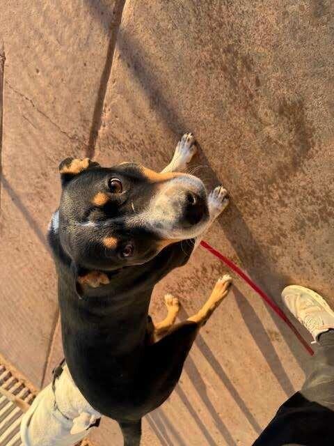 Enlarge chip, a Adoptable Mixed Breed in Hobbs, NM image 6/6