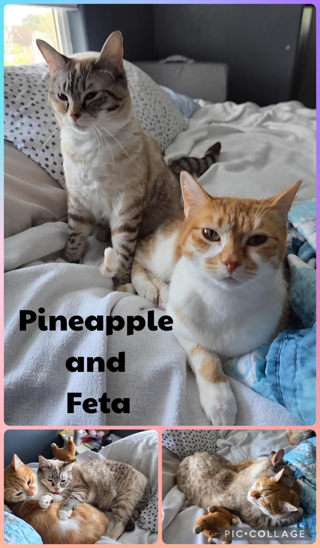 Pineapple and Feta, Adoptable, Adult Female Domestic Short Hair.
