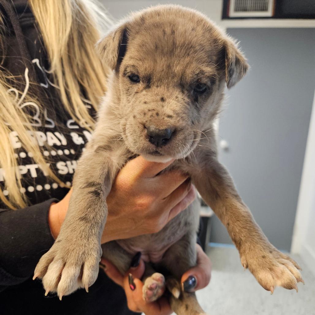 Kendall, Adoptable, Puppy Female Catahoula Leopard Dog & Shepherd.