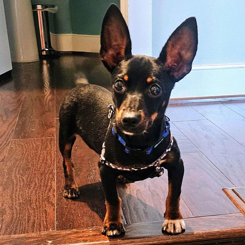 August (VA), a Adopted Rat Terrier in Atlanta, GA image 1/3