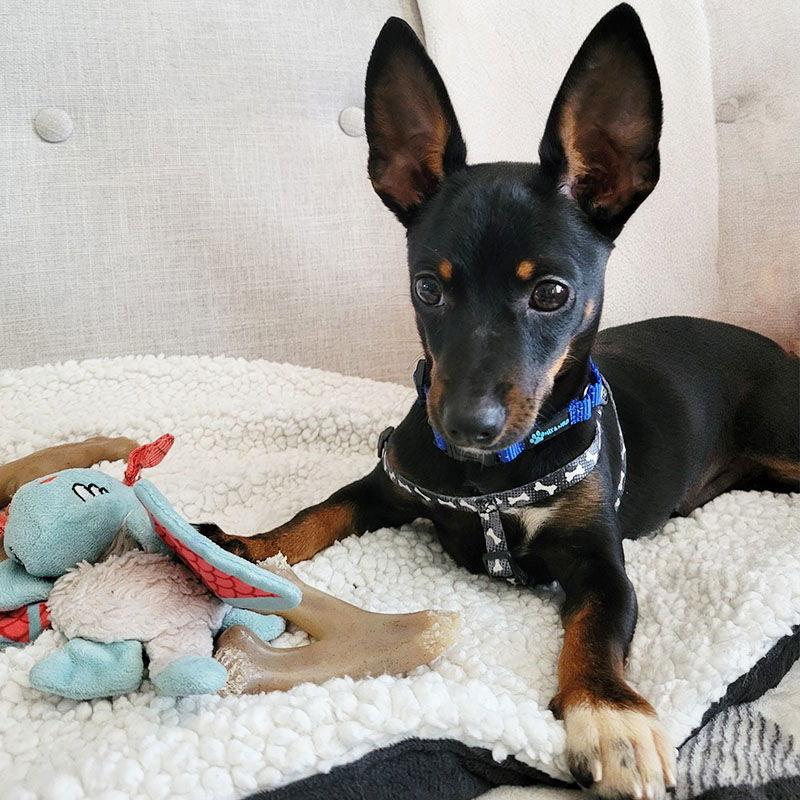 August (VA), a Adopted Rat Terrier in Atlanta, GA image 2/3