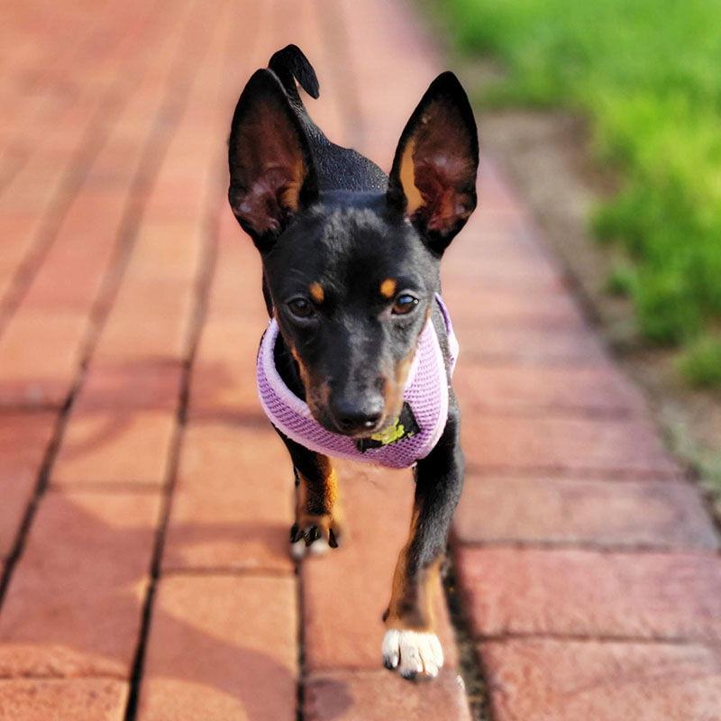 August (VA), a Adopted Rat Terrier in Atlanta, GA image 3/3