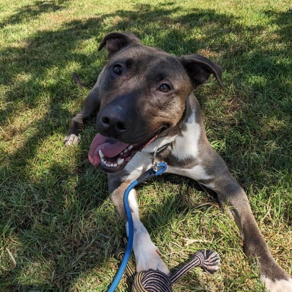 Maximus, Adoptable, Adult Male Pit Bull Terrier.