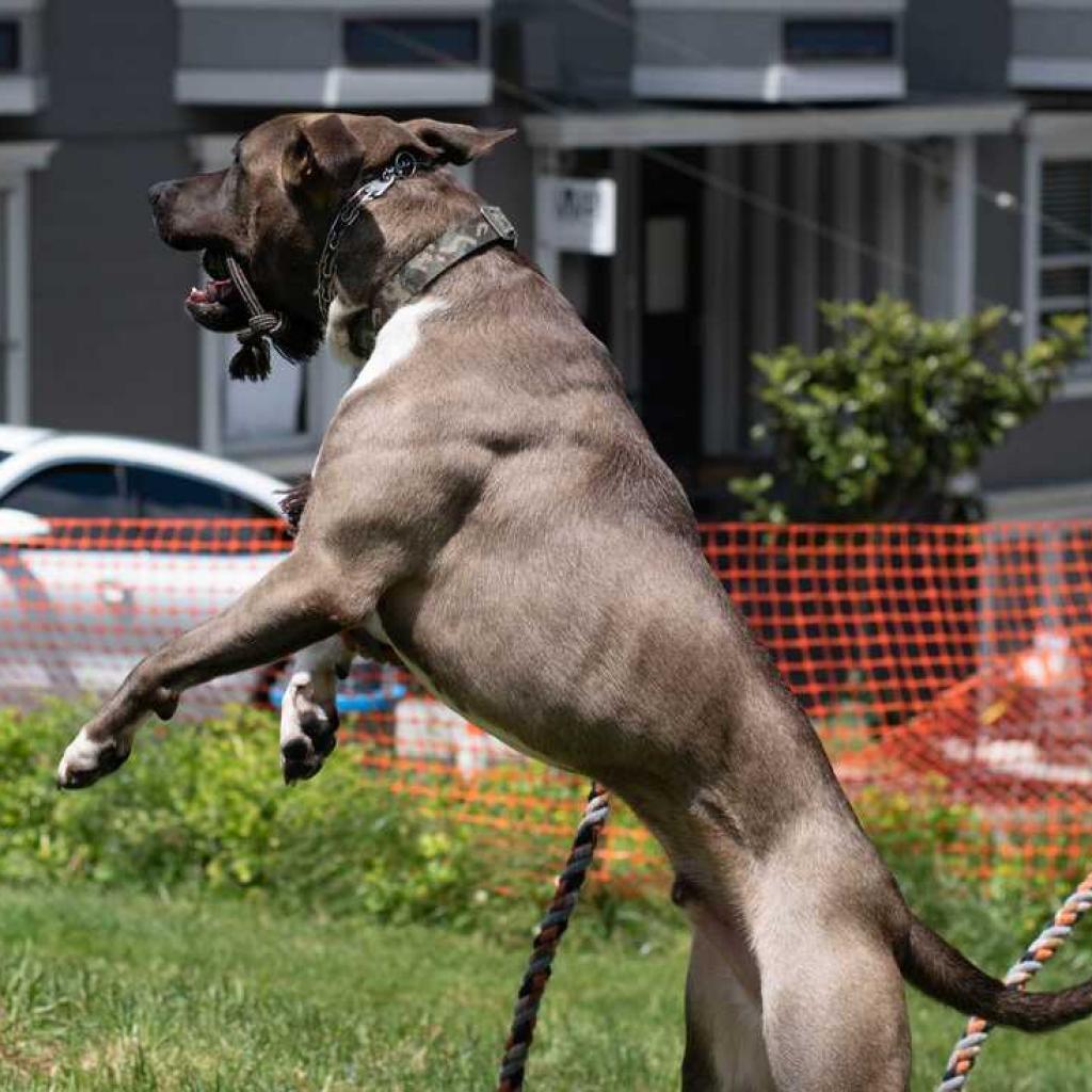 Enlarge Maximus, a Adoptable mixed breed in Vallejo, CA image 2/5