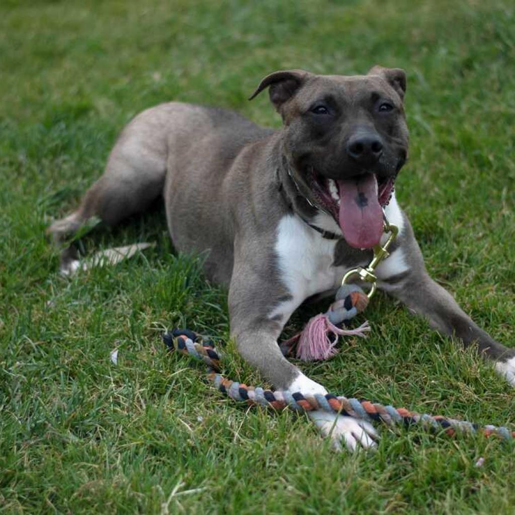 Enlarge Maximus, a Adoptable mixed breed in Vallejo, CA image 3/5