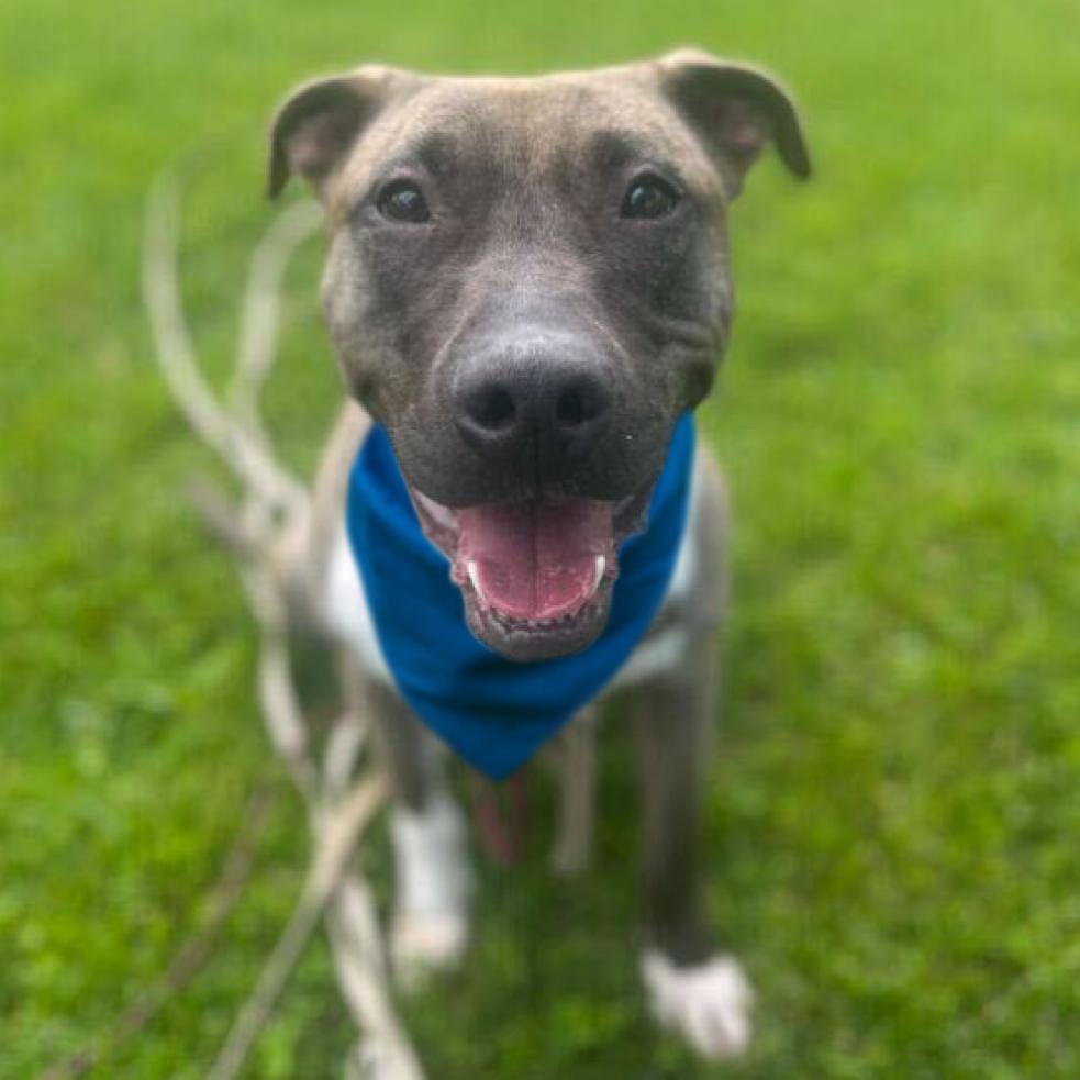 Enlarge Maximus, a Adoptable mixed breed in Vallejo, CA image 4/5