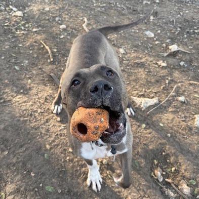 Enlarge Maximus, a Adoptable mixed breed in Vallejo, CA image 5/5