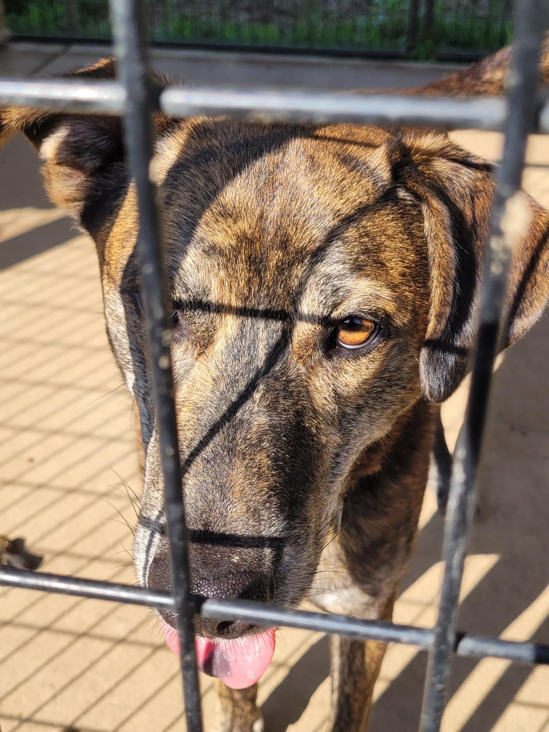 Lloyd, Adoptable, Young Male Hound.