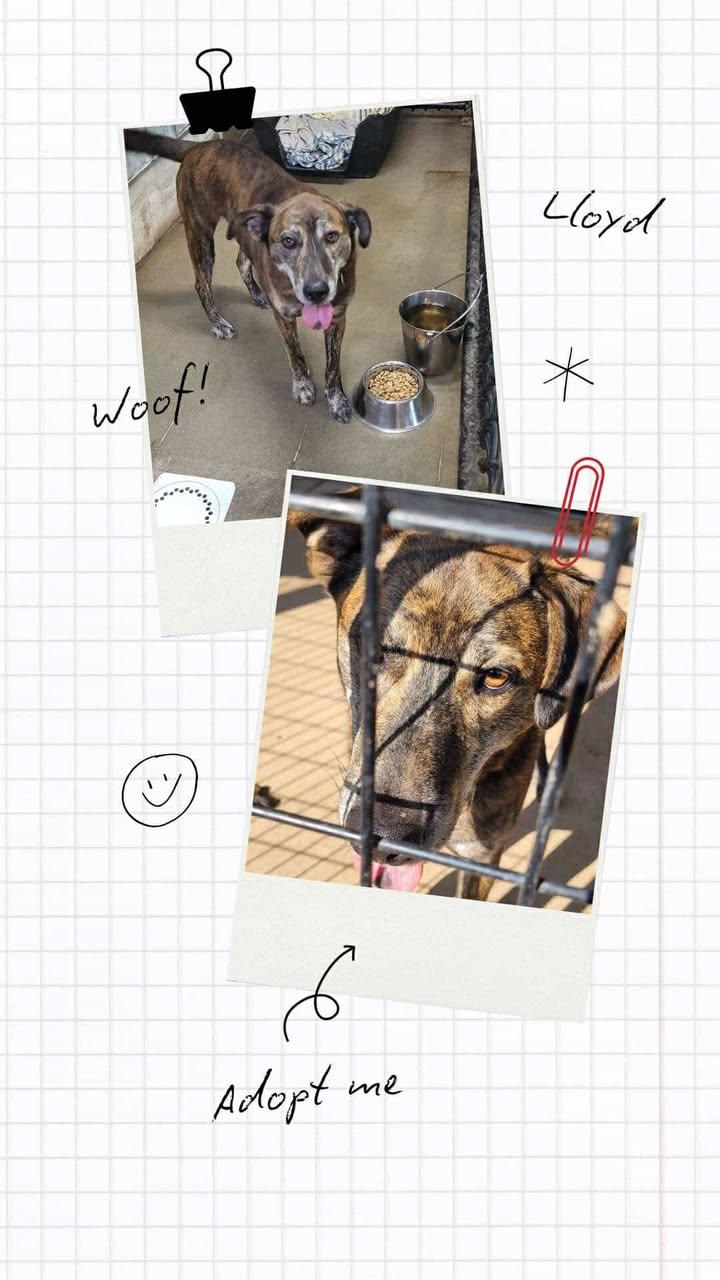 Lloyd, a Adoptable Hound in Monticello, IN image 2/3