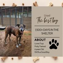 Lloyd, Adoptable, Young Male Hound.