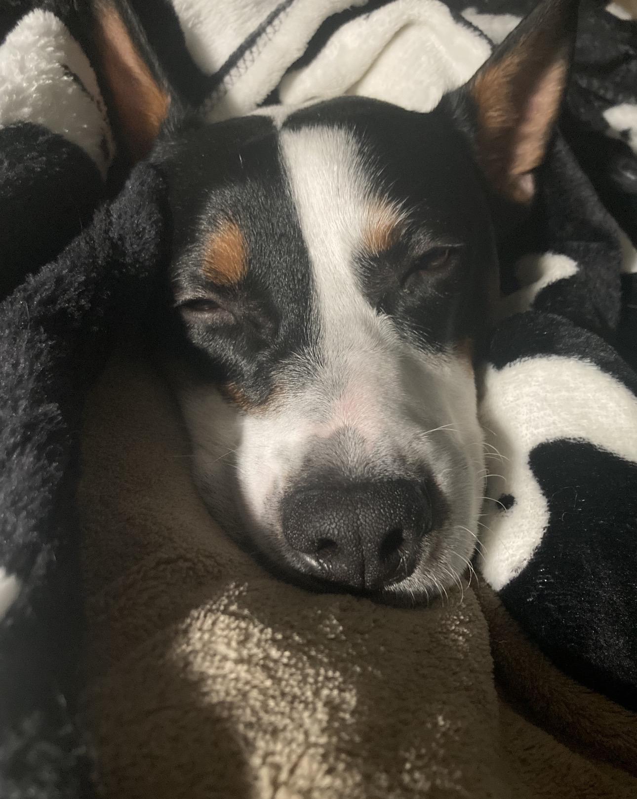 Oreo, a Adoptable mixed breed in Fort Collins, CO image 2/3