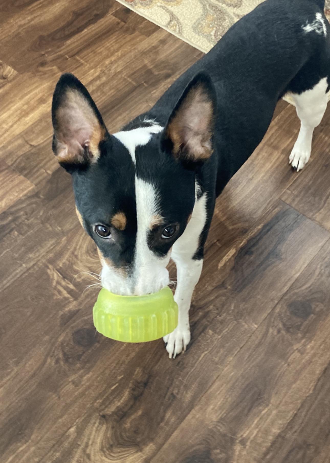 Enlarge Oreo, a Adoptable mixed breed in Fort Collins, CO image 2/5