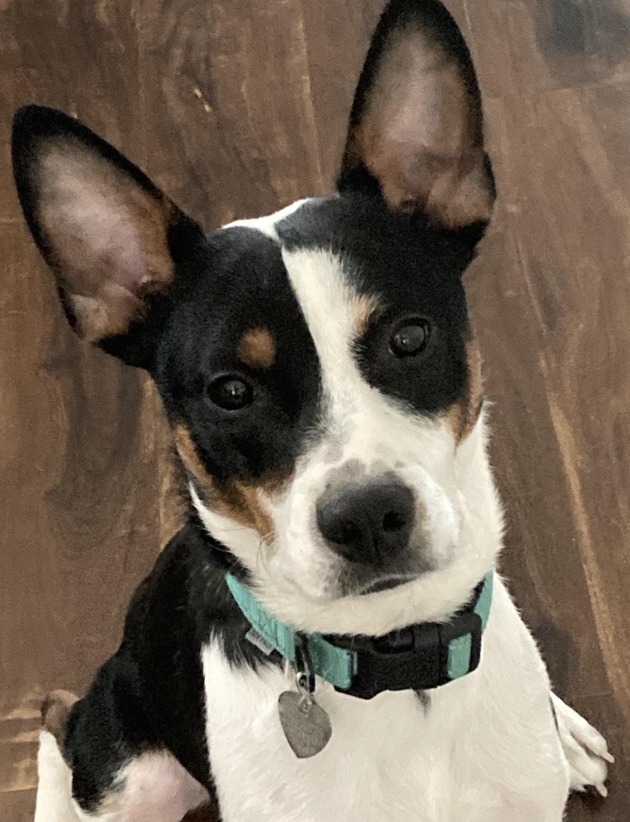 Oreo, Adoptable, Young Male Rat Terrier.