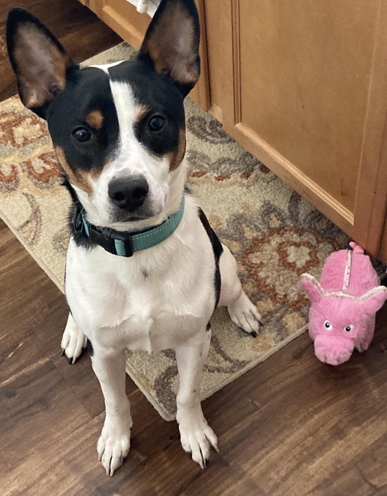 Enlarge Oreo, a Adoptable mixed breed in Fort Collins, CO image 1/5