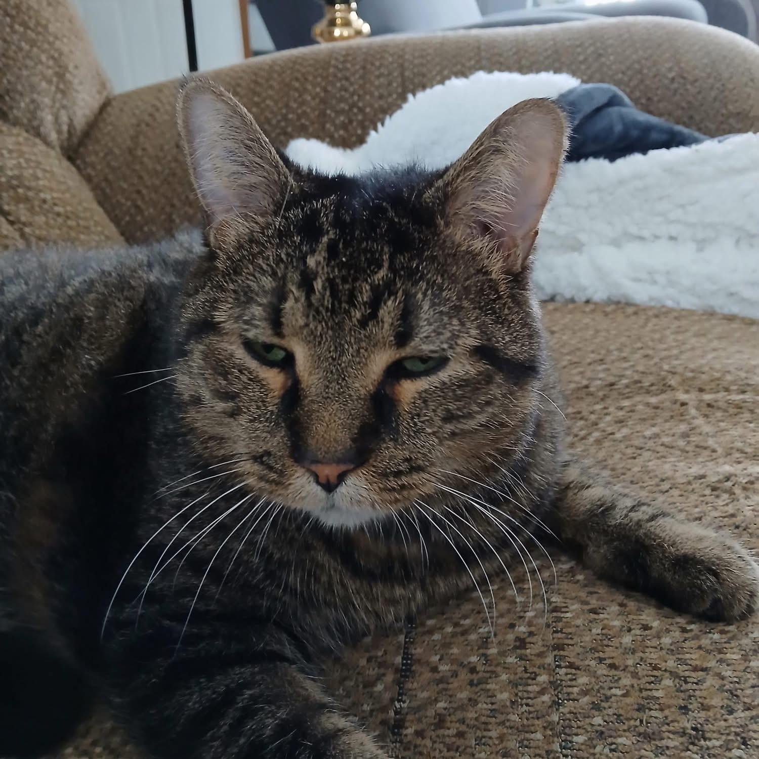 Enlarge Jelly , a ADOPTABLE Domestic Short Hair in Ludington, MI image 2/4