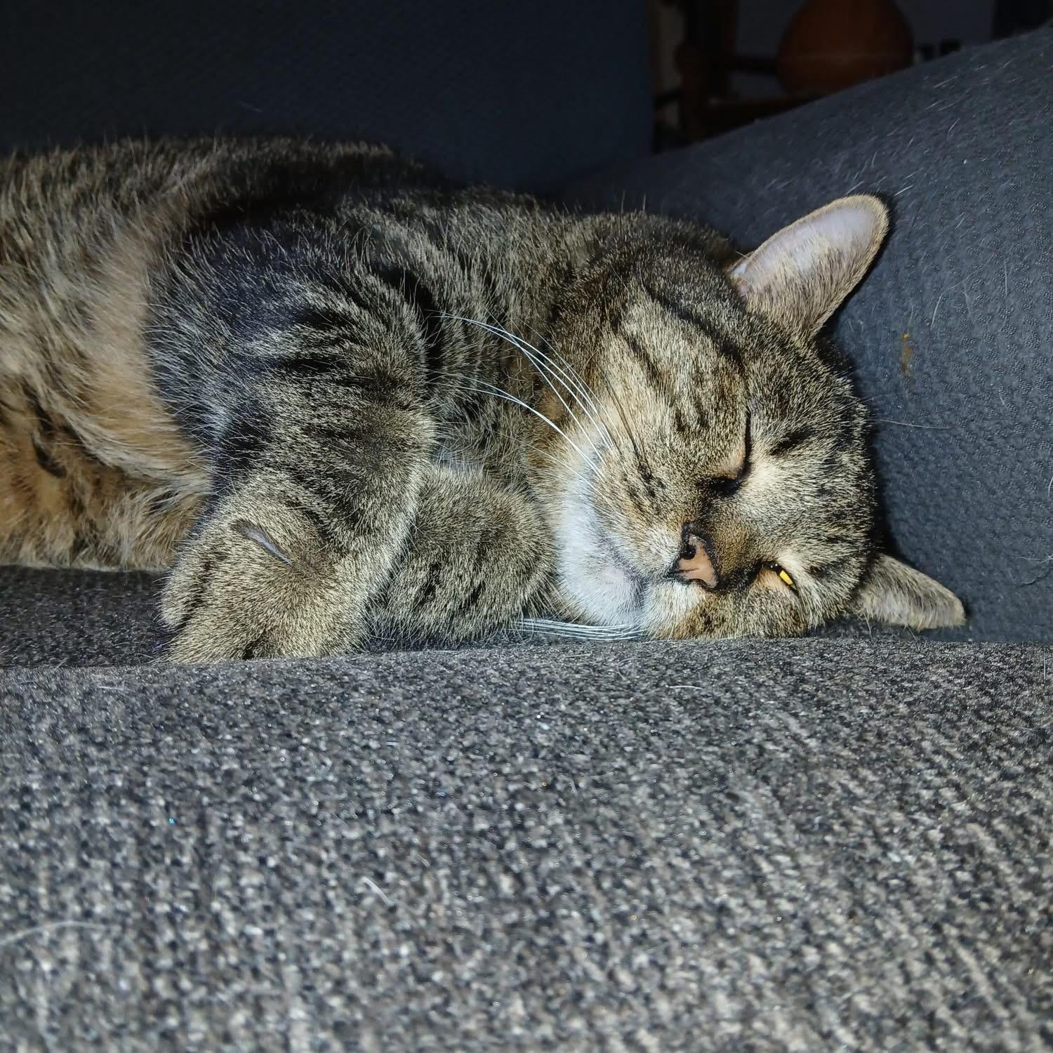 Jelly , ADOPTABLE, Adult Male Domestic Short Hair.