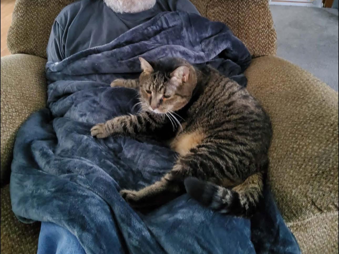 Enlarge Jelly , a ADOPTABLE Domestic Short Hair in Ludington, MI image 4/4