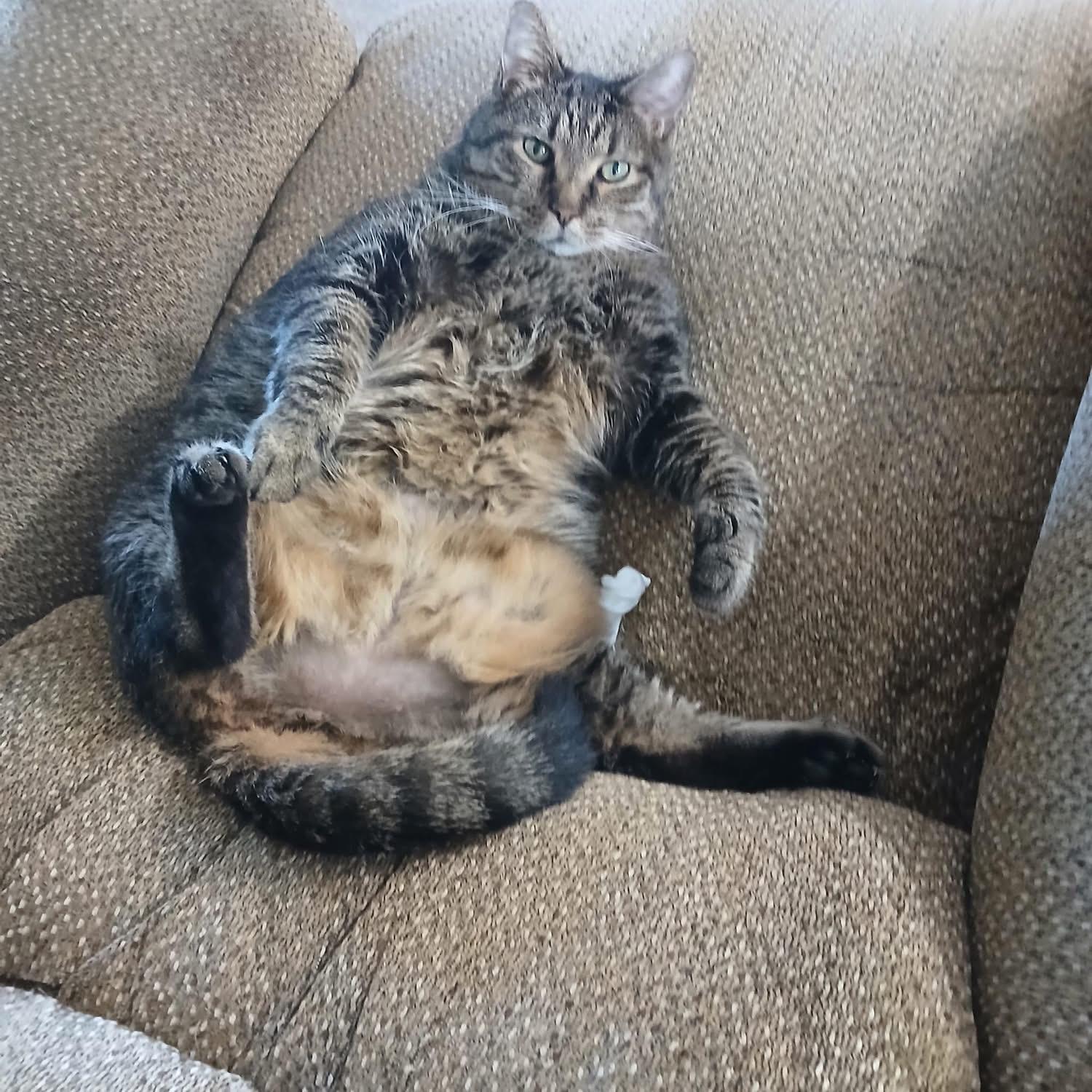 Enlarge Jelly , a ADOPTABLE Domestic Short Hair in Ludington, MI image 3/4