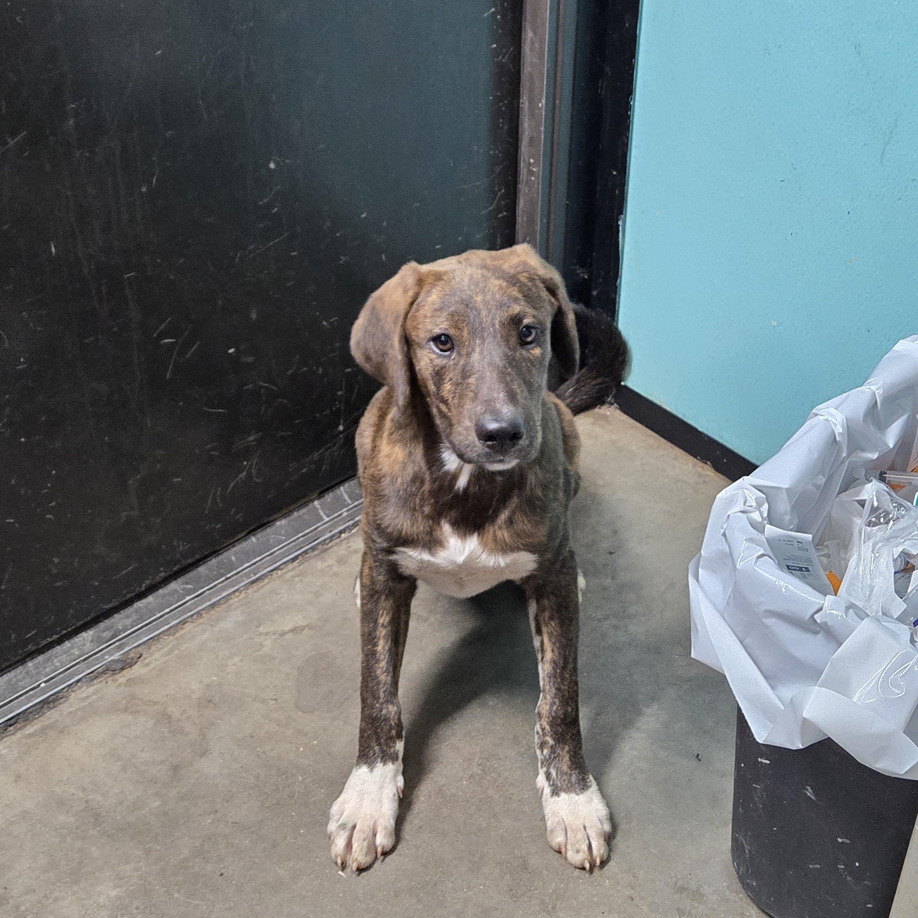 Enlarge Felicia, a Adopted mixed breed in Graham, TX image 2/2