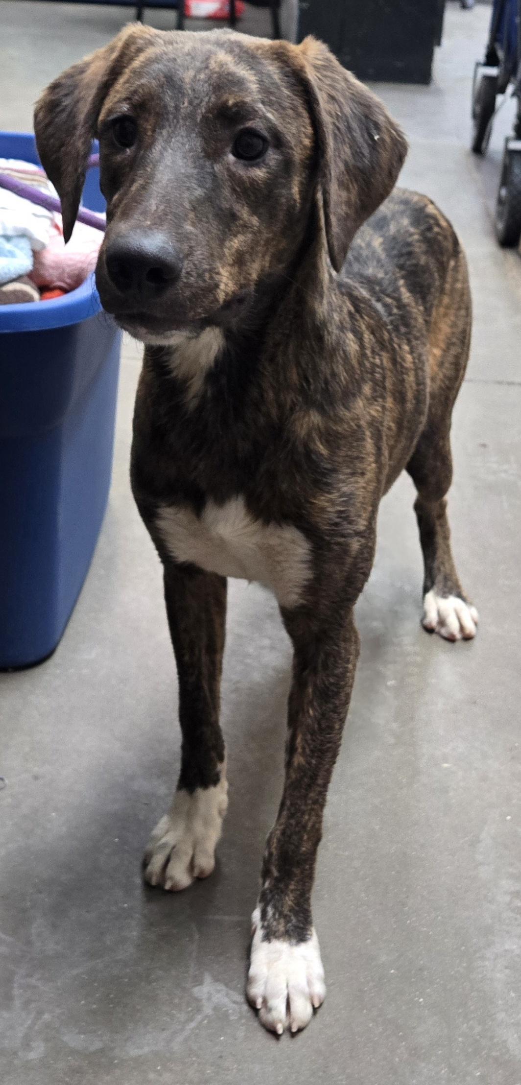 Felicia, Adopted, Puppy Female Blue Lacy & Mixed Breed.