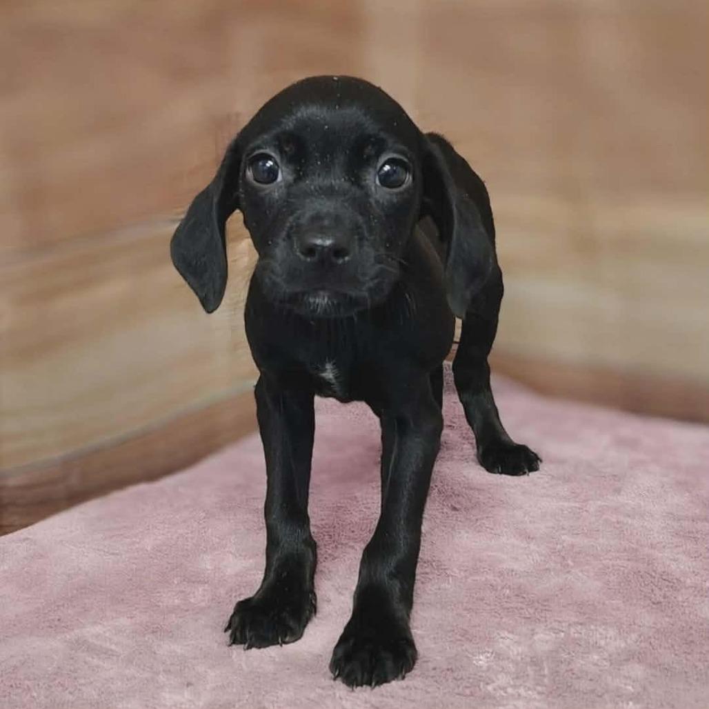 Siara, Adoptable, Puppy Female Labrador Retriever & Mixed Breed.