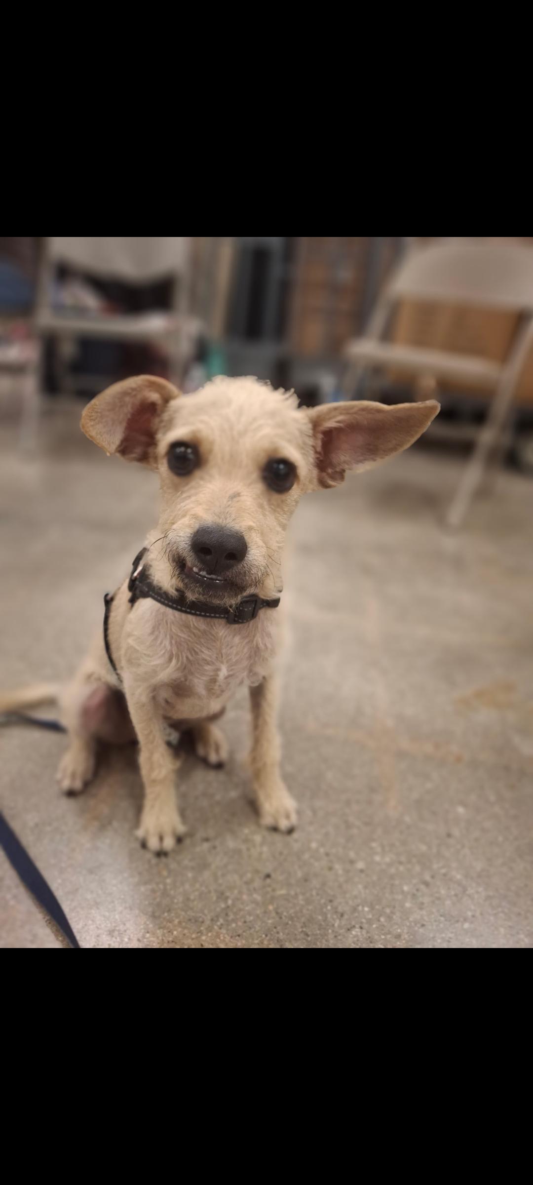 Enlarge Dude, a Adoptable mixed breed in Mojave, CA image 1/3