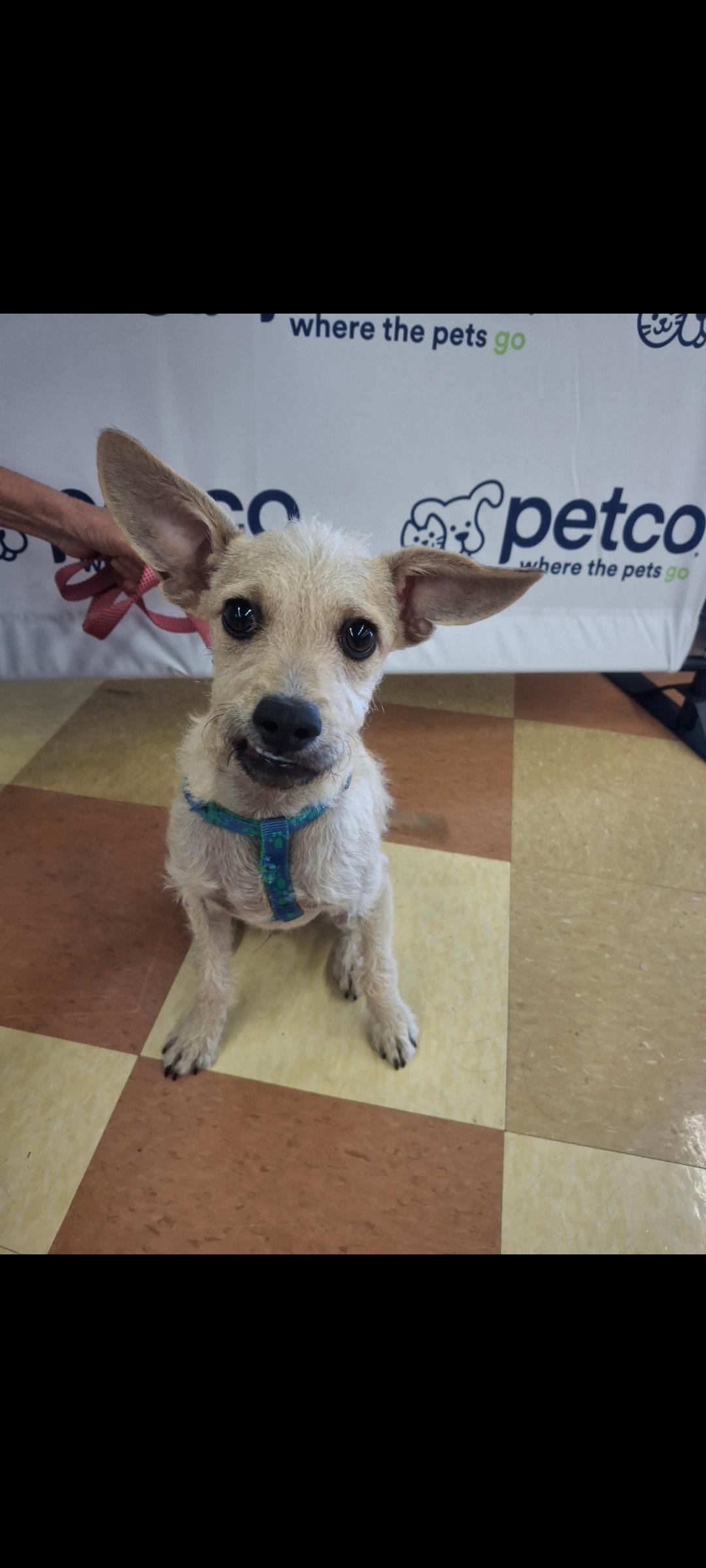 Enlarge Dude, a Adoptable mixed breed in Mojave, CA image 2/3
