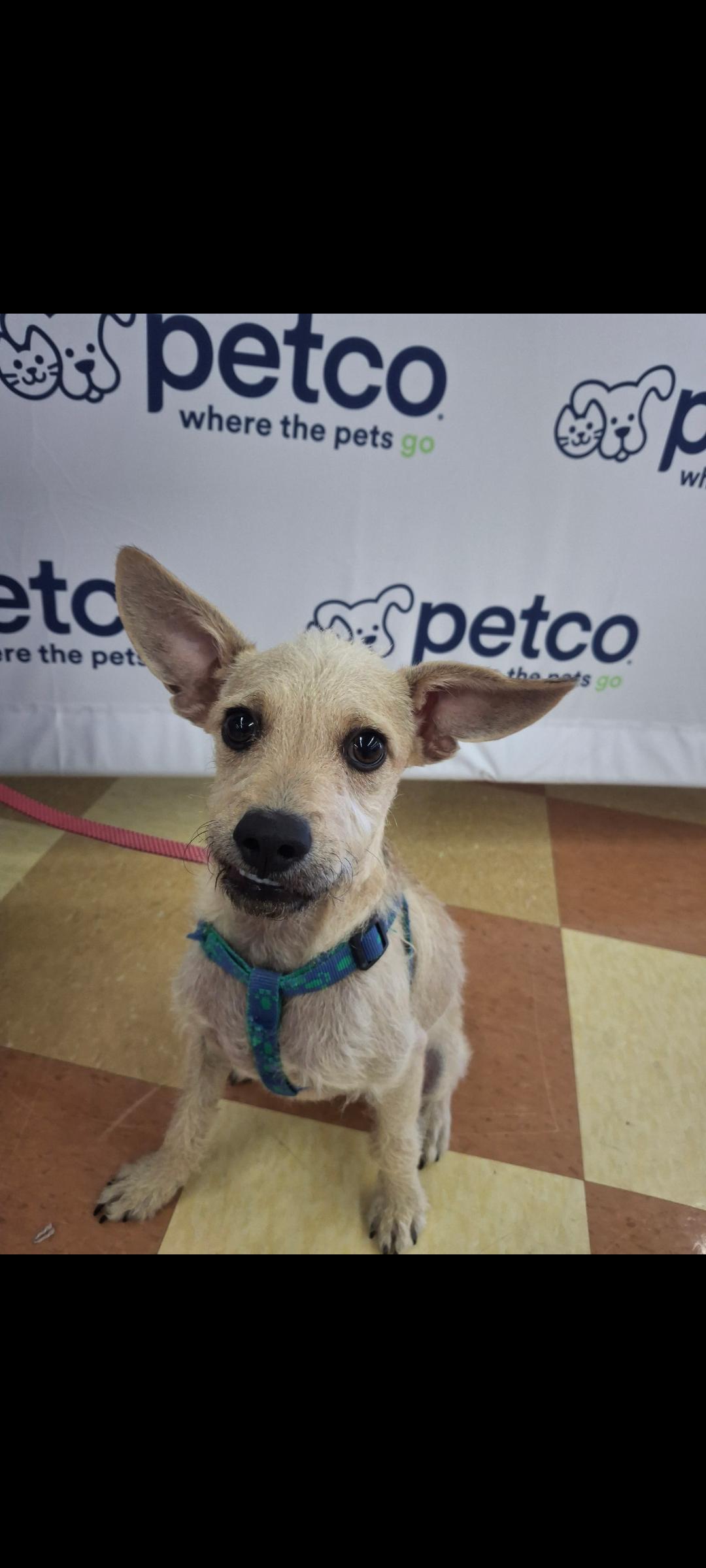 Enlarge Dude, a Adoptable mixed breed in Mojave, CA image 3/3