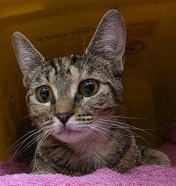 Enlarge CA 139 Buggs, a Adoptable Domestic Short Hair in Glen Allen, VA image 1/2