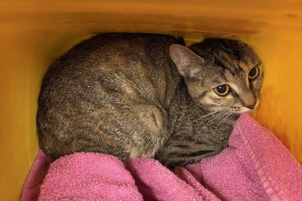 Enlarge FC 100 Buggs, a Adoptable Domestic Short Hair in Glen Allen, VA image 1/1